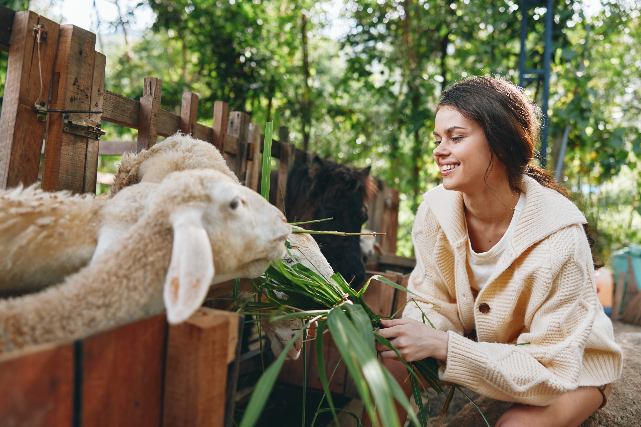 a-woman-is-feeding-sheep-in-a-pen-with-green-grass-2025-03-10-21-39-31-utc