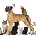 Soins des animaux au naturel Niveau 0 – Découverte