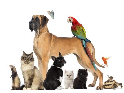 Soins des animaux au naturel Niveau 0 – Découverte