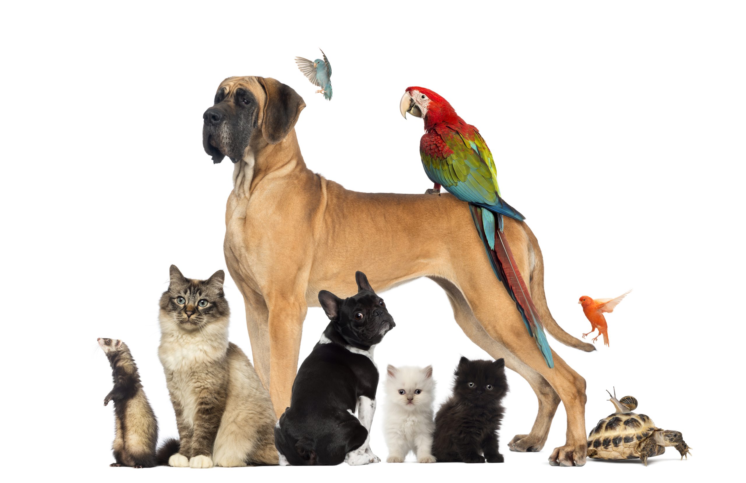 group-of-pets-dog-cat-bird-reptile-rabbit-i-2024-09-26-18-42-09-utc