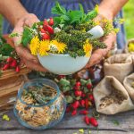 Herboristerie Niveau 1 – Introduction à l’herboristerie et à la cueillette sauvage