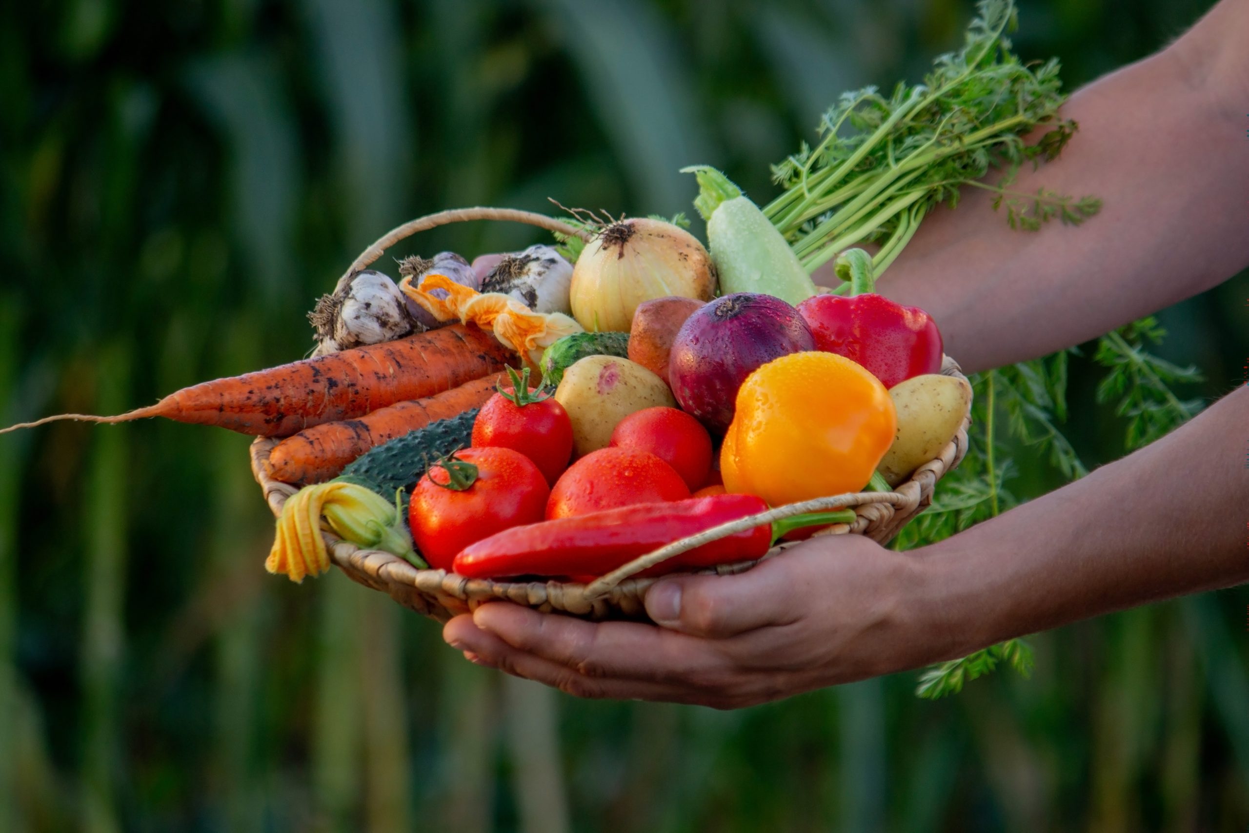 the-farmer-holds-a-basket-of-vegetables-in-his-han-2025-03-13-12-52-38-utc