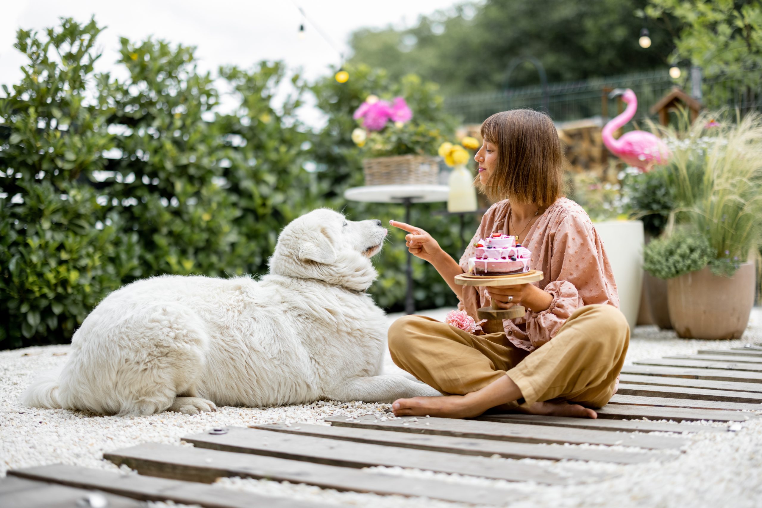 Soins des animaux