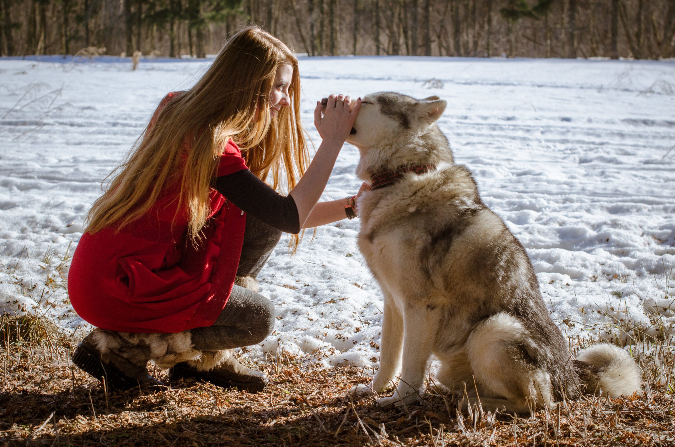 young-woman-in-red-sharing-moment-with-husky-in-sn-2025-03-30-18-17-12-utc